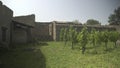 NAPLES, ITALY- JUNE, 13, 2019: replanted vineyard at pompeii