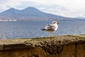 Naples - Seagull on the wall of Castel dell Ovo with panoramic view on mount Vesuvius in Naples, Italy, Europe