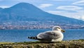 Naples - Seagull on the wall of Castel dell Ovo with panoramic view on mount Vesuvius in Naples, Italy, Europe