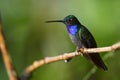 Napo Sabrewing - Campylopterus villaviscensio Royalty Free Stock Photo