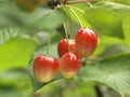 Napol on cherries on the tree Royalty Free Stock Photo