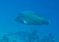 Napoleon fish. Colourful marine life in Red Sea, Egypt, Dahab