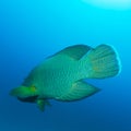 Napoleon Fish, Humphead wrasse Cheilinus undulatus