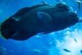 Napoleon Fish swimming at the Great Barrier Reef. Ocean life Royalty Free Stock Photo