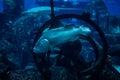 Napoleon Fish swimming at the Great Barrier Reef. Ocean life Royalty Free Stock Photo