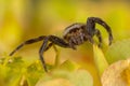 Napoleon spider portrait