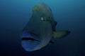 Napoleon Wrasse