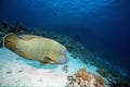 Napoleon wrasse (cheilinus undulatus) Royalty Free Stock Photo