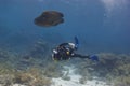 Napoleon wrasse (cheilinus undulatus), endangered