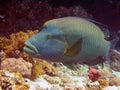 Napoleon Wrasse Cheilinus undulatus Royalty Free Stock Photo