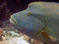 Napoleon Wrasse Cheilinus undulatus Royalty Free Stock Photo