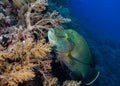 Napoleon wrasse Cheilinus undulatus swimming over the coral reef.