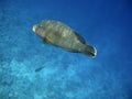 Napoleon wrasse and coral reef