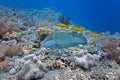 Napoleon wrasse and onespot snapper