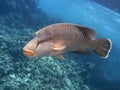 Napoleon wrasse