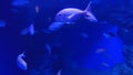 Napoli Ã¢â¬â Pesci su sfondo blu nell`acquario della Stazione Zoologica