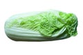 Nappa cabbage isolate on white background with clipping path