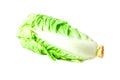 A nappa cabbage isolated white background