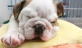 Napping Bulldog Royalty Free Stock Photo