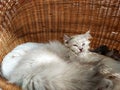 Napping Cute Cat Royalty Free Stock Photo