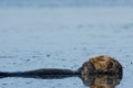 Napping Sea Otter Royalty Free Stock Photo