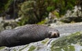 Napping Seal in Milford Sound