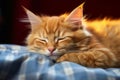 Napping in warmth Maine Coon red kitten, an adorable sleepyhead