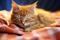 Napping in warmth Maine Coon red kitten, an adorable sleepyhead