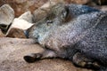 Napping Warthog Royalty Free Stock Photo