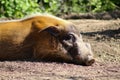 Napping warthog Royalty Free Stock Photo