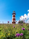 Nar lighthouse captured behind a a field with flowering plants in Gotland, Sweden