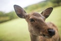 Nara deer 3 Royalty Free Stock Photo