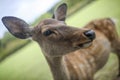 Nara deer 2 Royalty Free Stock Photo