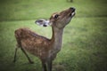Nara deer 1 Royalty Free Stock Photo