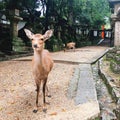 Nara deer, Japan Royalty Free Stock Photo