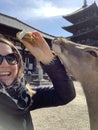 Nara Deer Park close to Kyoto and Osaka, Japan