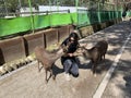 Nara Deer Park close to Kyoto and Osaka, Japan