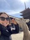 Nara Deer Park close to Kyoto and Osaka, Japan Royalty Free Stock Photo