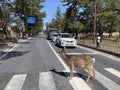 Nara Deer Park close to Kyoto and Osaka, Japan Royalty Free Stock Photo