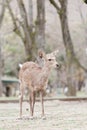 Nara deer in park in Nara Japan
