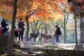 a Nara deer roam free in Nara Park, japan Royalty Free Stock Photo