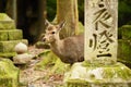 Nara Deer Royalty Free Stock Photo