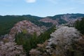 Cherry blossoms at Nakasenbon area in Mount Yoshino, Nara, Japan. Mt Yoshino is part of UNESCO World