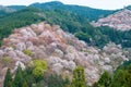 Cherry blossoms at Nakasenbon area in Mount Yoshino, Nara, Japan. Mt Yoshino is part of UNESCO World