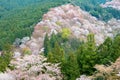 Cherry blossoms at Nakasenbon area in Mount Yoshino, Nara, Japan. Mt Yoshino is part of UNESCO World