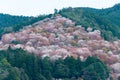 Cherry blossoms at Nakasenbon area in Mount Yoshino, Nara, Japan. Mt Yoshino is part of UNESCO World