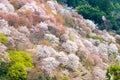 Cherry blossoms at Nakasenbon area in Mount Yoshino, Nara, Japan. Mt Yoshino is part of UNESCO World