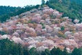 Cherry blossoms at Nakasenbon area in Mount Yoshino, Nara, Japan. Mt Yoshino is part of UNESCO World