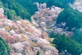 Cherry blossoms at Nakasenbon area in Mount Yoshino, Nara, Japan. Mt Yoshino is part of UNESCO World