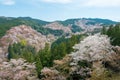 Cherry blossoms at Nakasenbon area in Mount Yoshino, Nara, Japan. Mt Yoshino is part of UNESCO World